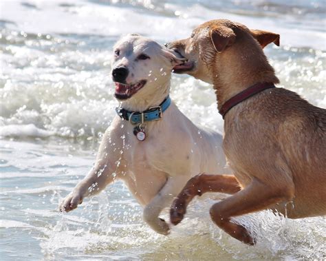 Free photo: Dogs, Romp, Play, Bite, Ear, Water - Free Image on Pixabay ...