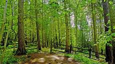 Forest Photo by Relaxing Nature Forest Bird Sounds Forest Photo
