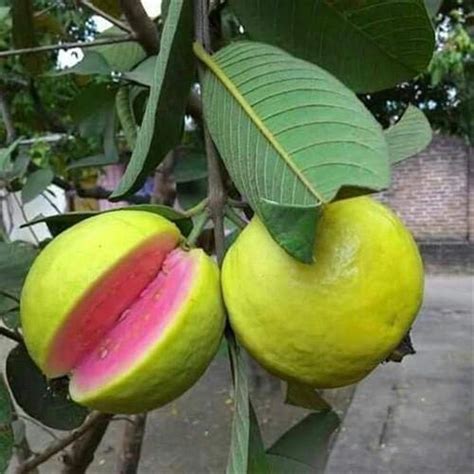 Thaiwan pink Guava – Ashok Chakra Nursery
