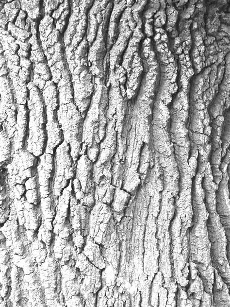 Image result for Tree Bark Simple Drawing