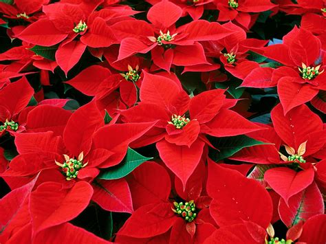 Poinsettia Flower ( Christmas Flower )