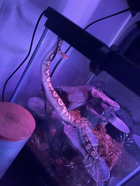 Image result for Ball Python Tubs