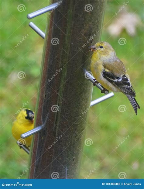American Goldfinch Eating Thistle Seeds from the Bird Feeder Stock Photo - Image of wild ...