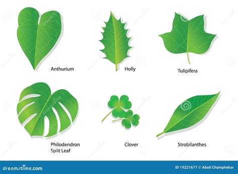 What Are The Different Types Of Leaves That Plants Have at Joy Ellan blog