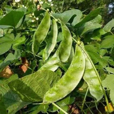 Buy Dolichos Lablab Creeper Vine Seeds – High Yield, Green Flat Pod Variety