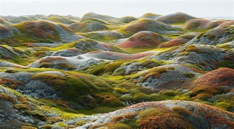 Nature Plants 的图像结果