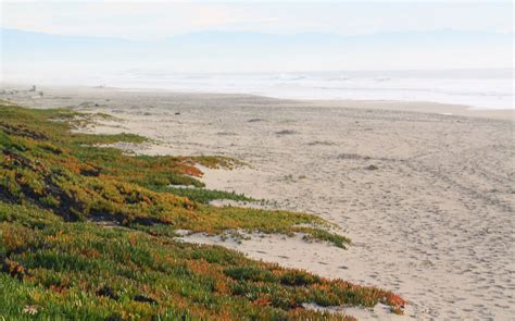 Manresa Main State Beach