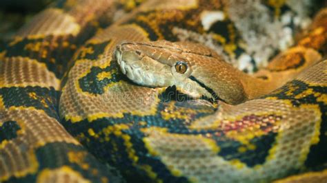 Giant Reticulated Python 的图像结果