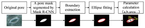 An Automatic Method for Stomatal Pore Detection and Measurement in ...