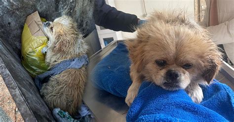 AYAKLARI BAĞLANAN KÖPEK ÇÖP KONTEYNERİNE ATILDI | Denizli Yeni Olay Haber