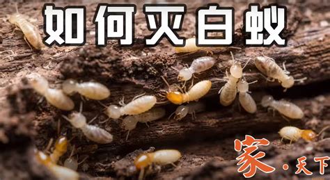 养花通用的杀菌和杀虫指南，学会提前喷药，可减少病虫害发生__凤凰网