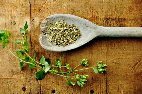 Greek Oregano: Cooking and Medicinal Info