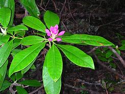 Image result for Rhododendron Teae