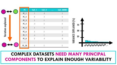 PCA in Biostatistics 的图像结果