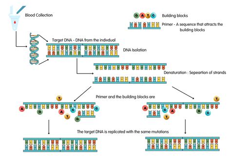 Further Details on Genetic Testing | Huntington's Victoria