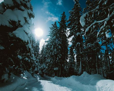 Download wallpaper 1280x1024 winter, forest, trees, snow, road ...