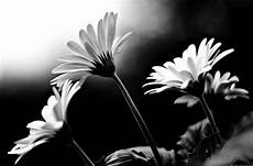 fiori in bianco e nero come un fiore bianco e nero fiori in bianco e nero come un fiore bianco e nero