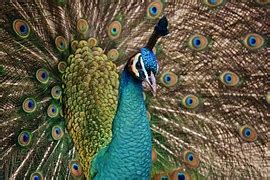 Image result for Python Selenium Input File