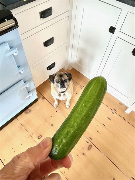 Can Dogs Eat Cucumbers? - One Hundred Dollars a Month