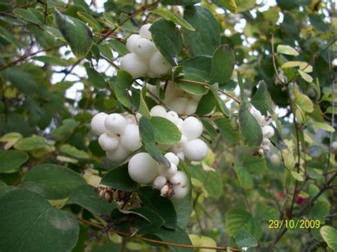 Symphoricarpus - İnci çalısı - Page 2 - agaclar.net