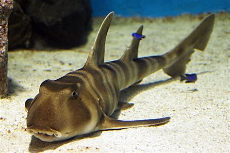 科威特宣布成功繁殖两条沙虎鲨幼鲨-新华网