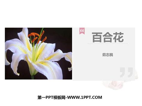 百合花,仅一朵花,白色,侧面视角,动物手,视角,绘画插图,美,复活节,芳香的设计模板,汇图网www.huitu.com