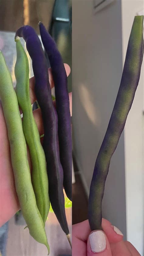 Purple green beans from the same batch, plus a striped one : r ...