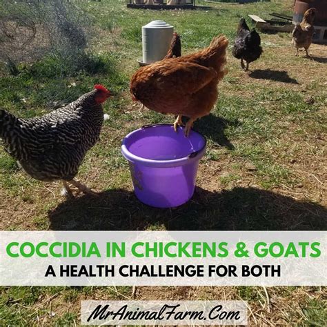 Coccidiosis in Chickens & Goats: A Health Guide | Mranimal Farm