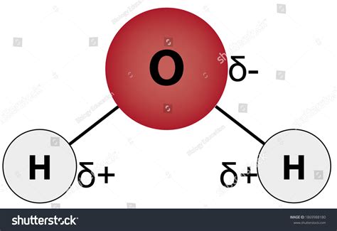 Water Molecule With Charges