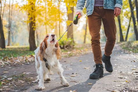 Stop barking now: The 3 best ultrasonic bark control devices | Natural ...