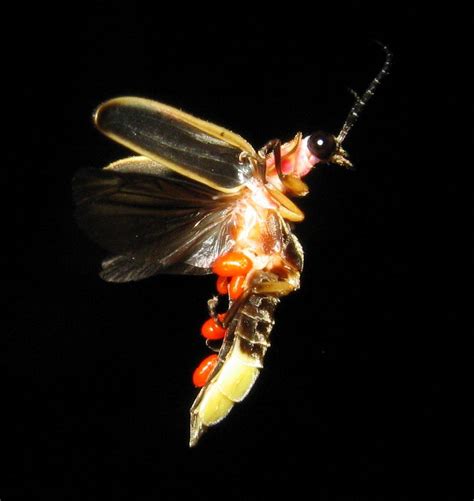 Fireflies inspired a Wayne State professor’s medical research and made ...