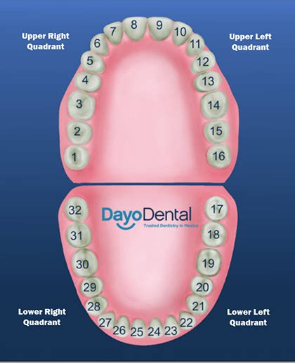 Teeth Numbers and Names - Human Teeth Chart
