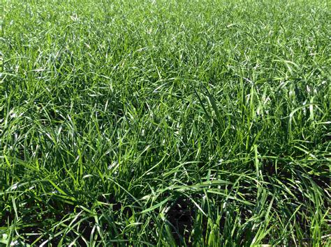 Perennial Rye Grass Water Requirements at Ana Means blog