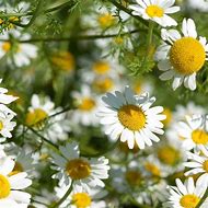 Image result for pyrethrum