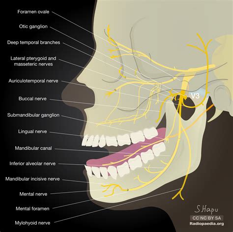 Radiopaedia - Drawing Main branches of the mandibular nerve - English labels | AnatomyTOOL