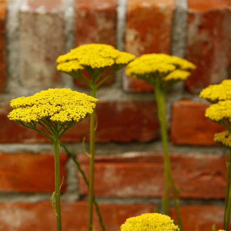 Yellow Yarrow Plant