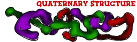 Building Proteins from Amino Acid Chains
