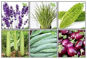 Creative Farmer Summer Combo Herb Seeds & Vegetable Seeds : Bhindi ...