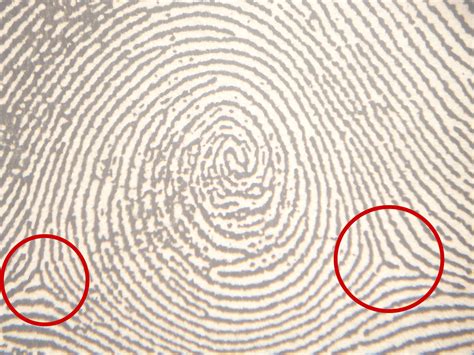Whorl Fingerprint