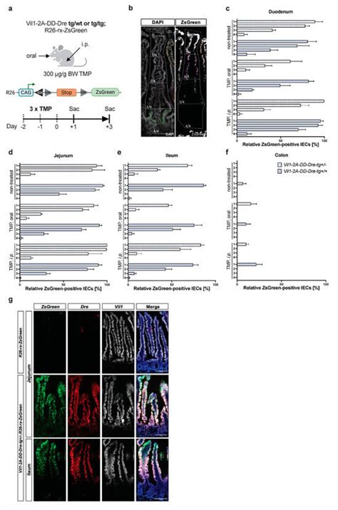 An Approach to Intersectionally Target Mature Enteroendocrine Cells in ...