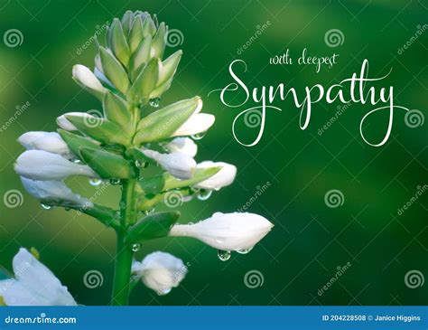 Flowers For Deepest Sympathy at Jasper Vogel blog