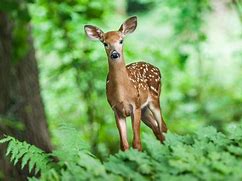 Image result for Cute Deer Pictures