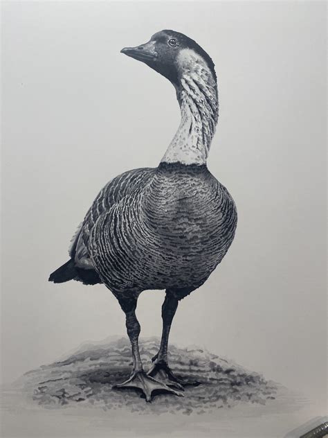 The Nēnē Goose, Hawaii's (endangered) state bird and the rarest goose ...