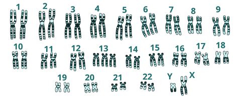 Image result for Research Code Sheet Example
