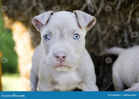 Tan American Pit Bull Puppy with Blue Eyes Stock Image - Image of corgi ...