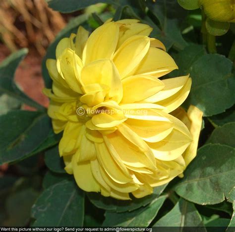 Dahlia Yellow Single Banglore Flower Show Jan 2013