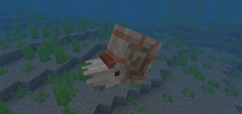 Search Results for nautilus shell minecraft | MCPEDL