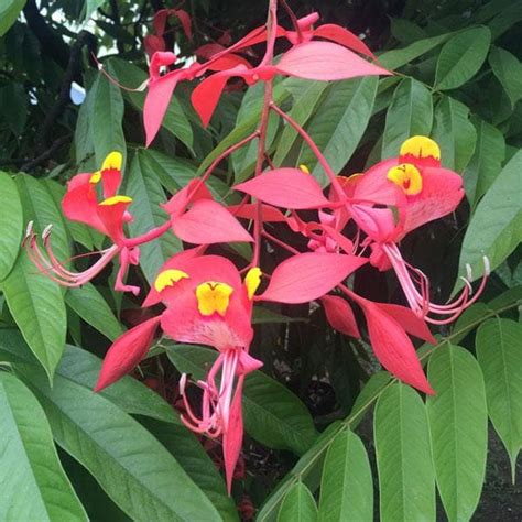 Buy Amherstia nobilis - Plant online from Nurserylive at lowest price.