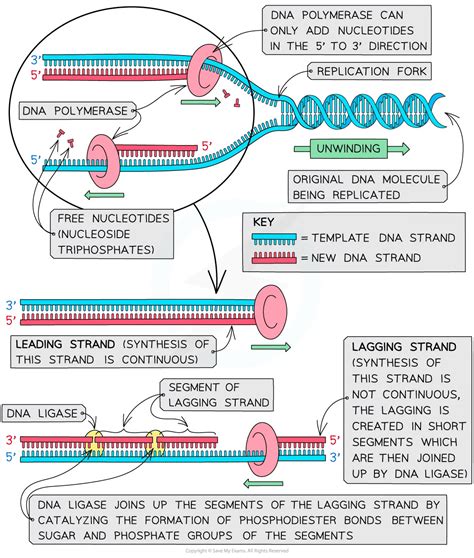 "DNA Replication - IB Biology Study Guide