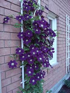Climbing Plant Shade by Plants That Grow In The Shade Gardening Forums Climbing Plant Shade